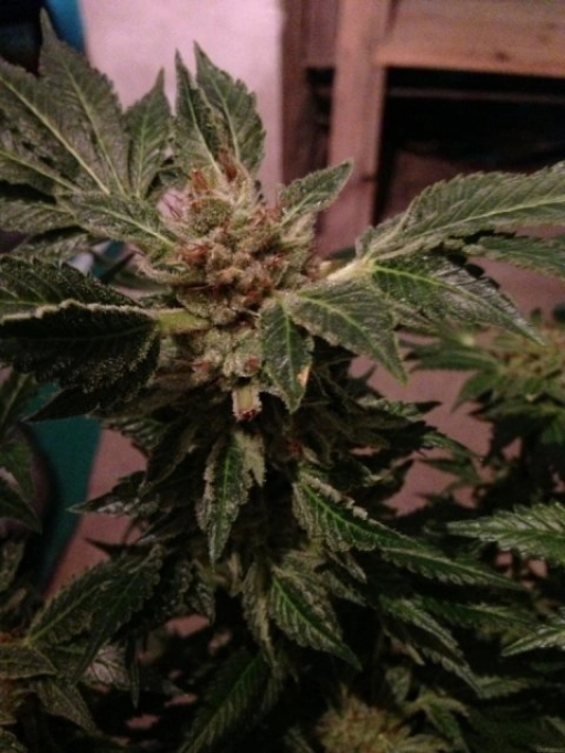 New york 47 – World of Seeds – Feminized