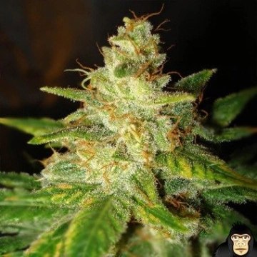 New York Special Feminized cannabis flower bud by World of Seeds