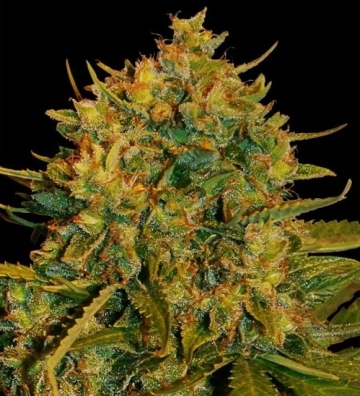 Northern Light x Big Bud Feminized cannabis flower bud by World of Seeds