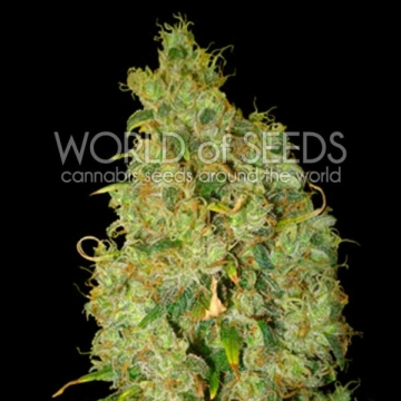 Northern Light x Skunk Feminized cannabis flower bud by World of Seeds