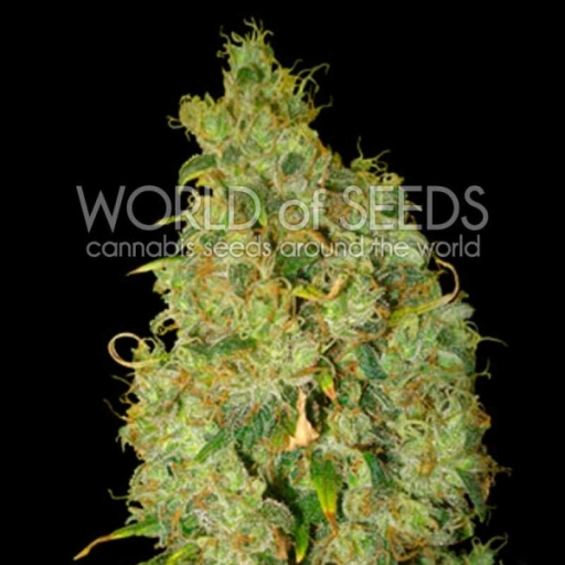 Northern Light x Skunk – World of Seeds – Feminized