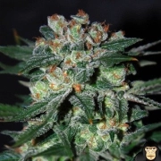 Obsession Feminized cannabis flower bud by World of Seeds