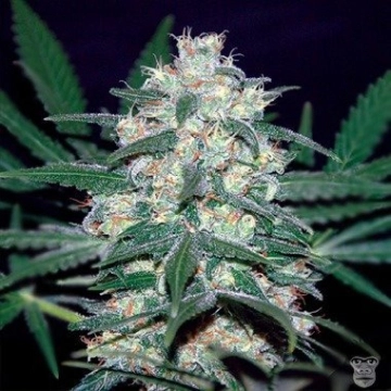 Pakistan Valley Feminized cannabis flower bud by World of Seeds
