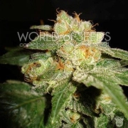 Privilege Feminized cannabis flower bud by World of Seeds