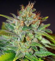 Skunk 47 Feminized cannabis flower bud by World of Seeds