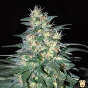 South African Kwazulu Feminized cannabis flower bud by World of Seeds