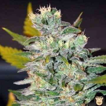 World of  Space Feminized cannabis flower bud by World of Seeds