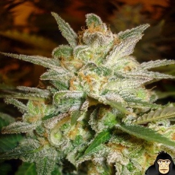 Star 47 Feminized cannabis flower bud by World of Seeds
