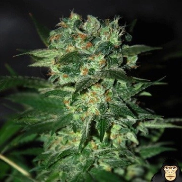 Stoned Inmaculate Feminized cannabis flower bud by World of Seeds