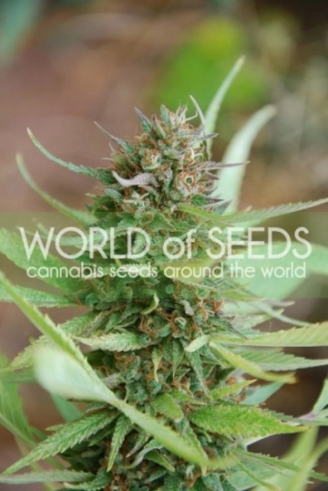 Strawberry blue Feminized cannabis flower bud by World of Seeds