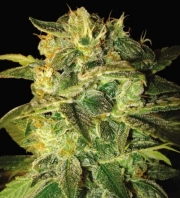 Sugar Mango Ryder Autoflowering cannabis flower bud by World of Seeds