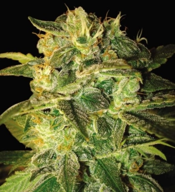 Sugar Mango Ryder Autoflowering cannabis flower bud by World of Seeds