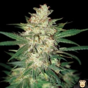 Sweet Coffee Ryder Feminized cannabis flower bud by World of Seeds
