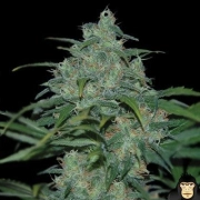 Wild Thailand Feminized cannabis flower bud by World of Seeds