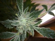 Yumbolt 47 Feminized cannabis flower bud by World of Seeds