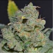 710 Auto Cheese Autoflowering cannabis flower bud by z710 Genetics