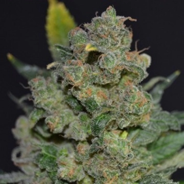 710 Cheese Feminized cannabis flower bud by z710 Genetics