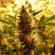 710 Diesel Auto Autoflowering cannabis flower bud by z710 Genetics