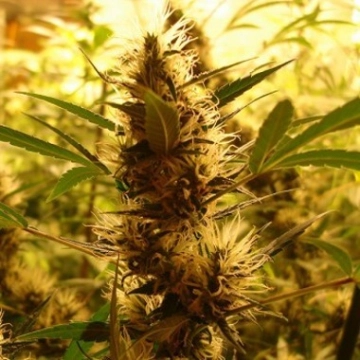 710 Diesel Auto Autoflowering cannabis flower bud by z710 Genetics