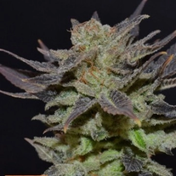 710 Purps Feminized cannabis flower bud by z710 Genetics