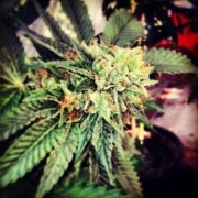 Berry OG Kush Feminized cannabis flower bud by z710 Genetics