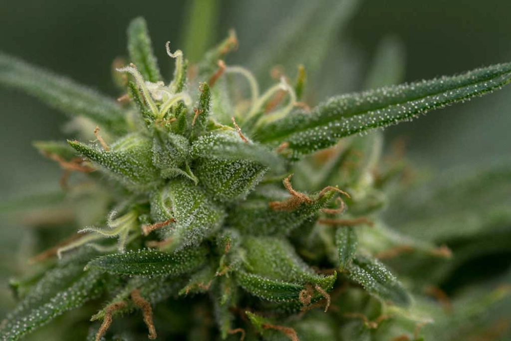Fools Gold – z710 Genetics – Feminized