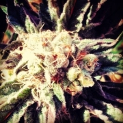 Fruity Widow Feminized cannabis flower bud by z710 Genetics