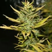 G13 Hashplant Feminized cannabis flower bud by z710 Genetics