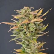 High Priority Auto Autoflowering cannabis flower bud by z710 Genetics