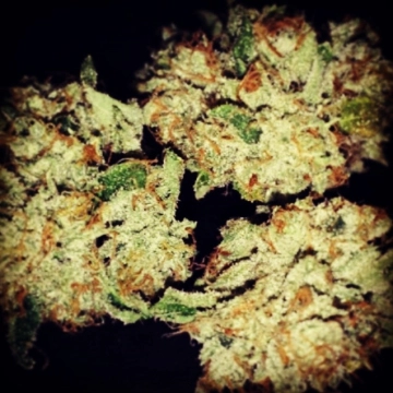 Mango Feminized cannabis flower bud by z710 Genetics