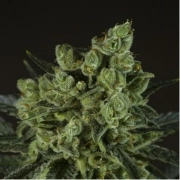 Old White Widow Feminized cannabis flower bud by z710 Genetics