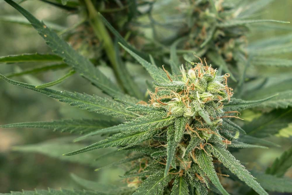 Pure Jack – z710 Genetics – Feminized