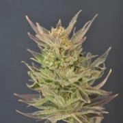 Purps Auto Autoflowering cannabis flower bud by z710 Genetics