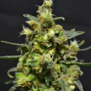 Shellshock Auto Autoflowering cannabis flower bud by z710 Genetics
