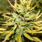 SMOG FEMINISED Feminized cannabis flower bud by z710 Genetics