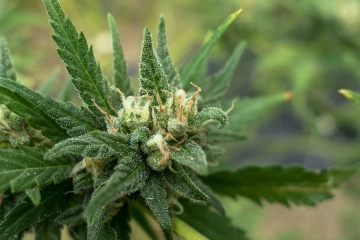 Sweet Tooth Feminized cannabis flower bud by z710 Genetics