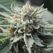 Tropical Berry Feminized cannabis flower bud by z710 Genetics