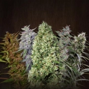 Ace Mix Feminized cannabis flower bud by Ace Seeds