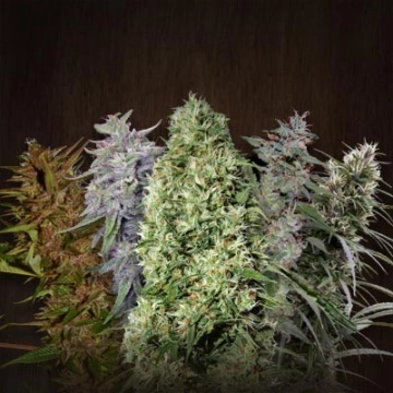 Ace Mix Feminized cannabis flower bud by Ace Seeds