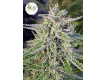 Bangi Haze Regular cannabis flower bud by Ace Seeds