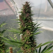 Congo Feminized cannabis flower bud by Ace Seeds