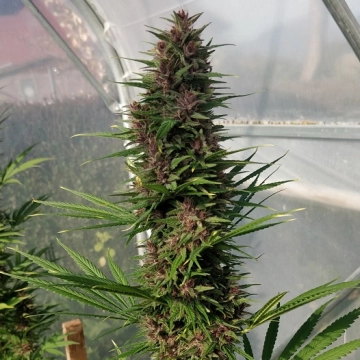 Congo Feminized cannabis flower bud by Ace Seeds