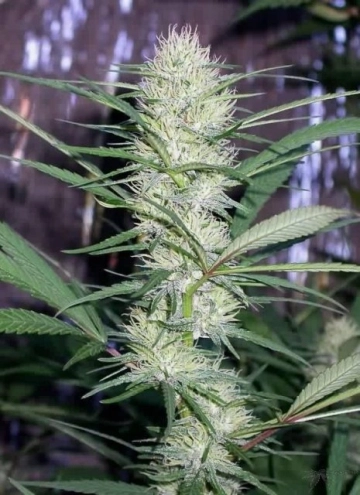 Congo Regular cannabis flower bud by Ace Seeds
