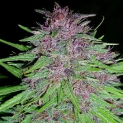 Erdpurt Regular cannabis flower bud by Ace Seeds