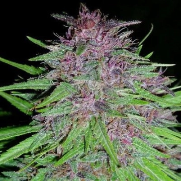 Erdpurt Regular cannabis flower bud by Ace Seeds