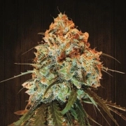 Golden Tiger Regular cannabis flower bud by Ace Seeds