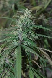 Green Haze Regular cannabis flower bud by Ace Seeds