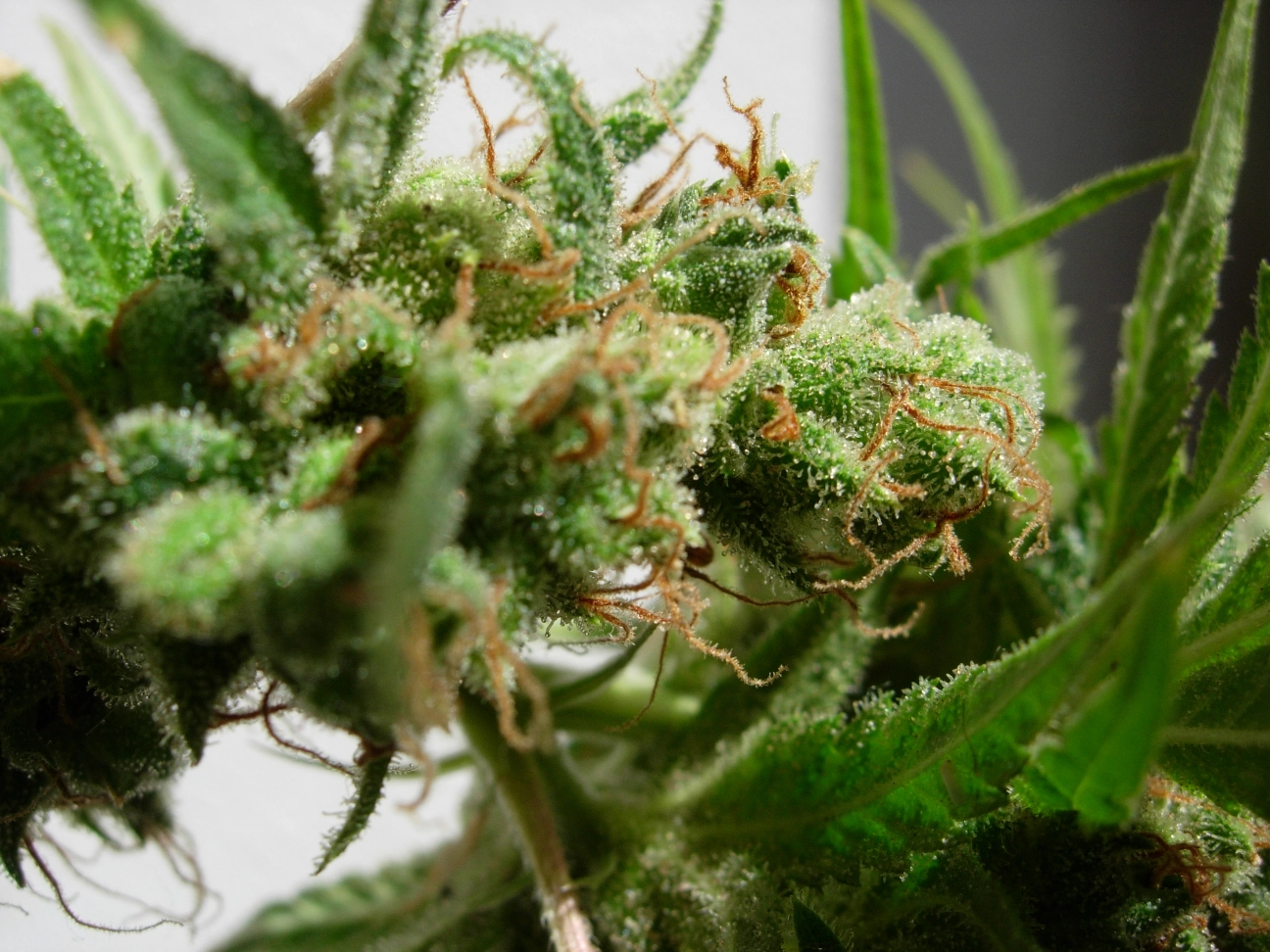 Guawi – Ace Seeds – Feminized