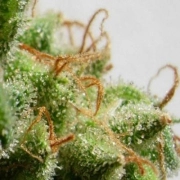 Malawi Feminized cannabis flower bud by Ace Seeds