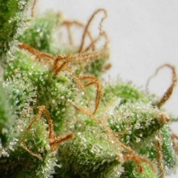 Malawi Feminized cannabis flower bud by Ace Seeds